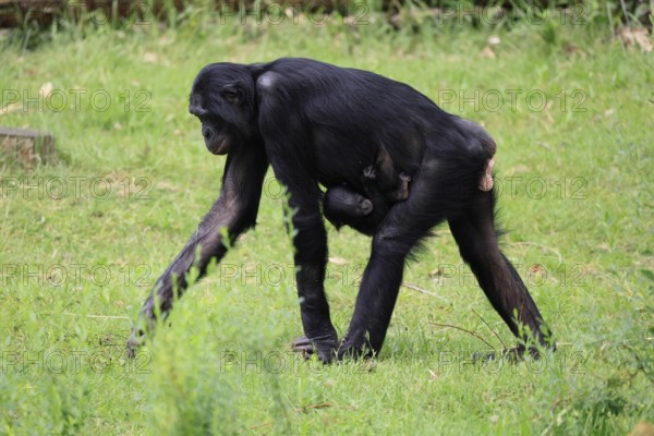 Bonobo (Pan Paniscus), dwarf chimpanzee, adult, female, juvenile, mother, running, social behaviour