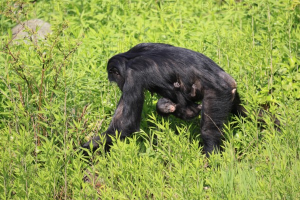 Bonobo (Pan Paniscus), pygmy chimpanzee, adult, female, juvenile, mother, social behaviour