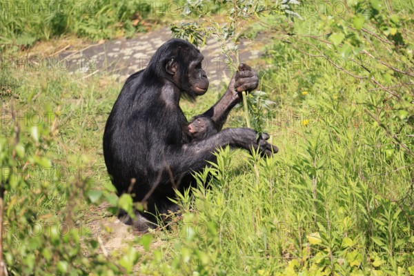 Bonobo (Pan Paniscus), pygmy chimpanzee, adult, female, juvenile, mother, social behaviour, suckling