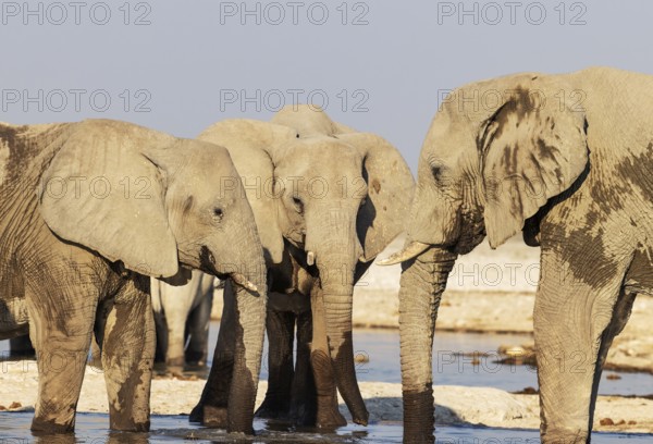 African Elephant (Loxodonta africana). Drinking at a waterhole. Etosha National Park, Namibia