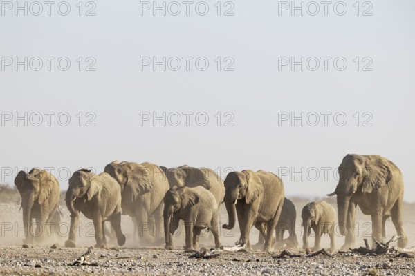 African Elephant (Loxodonta africana). Breeding herd rushing towards a waterhole. Etosha National Park, Namibia