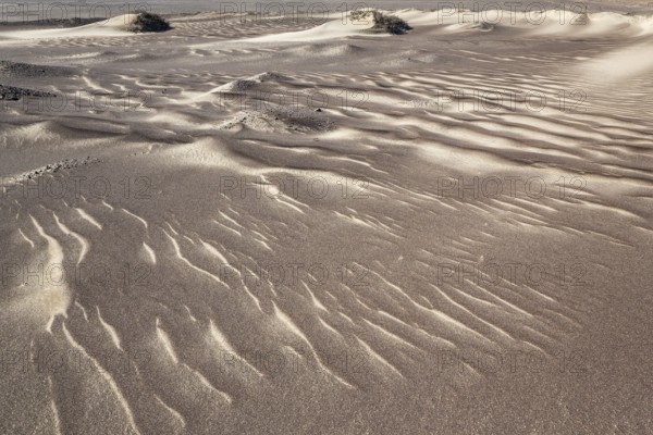 Small sand heaps form around the sparse vegetation in the Namib Desert. Skeleton Coast National Park, Namibia