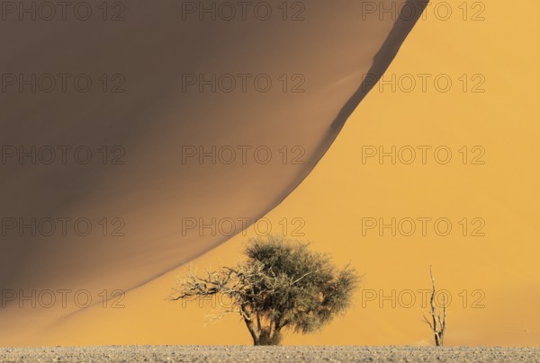 Sand dune and camelthorn tree (Vachellia erioloba) in the Namib Desert, Namib-Naukluft Park, Namibia