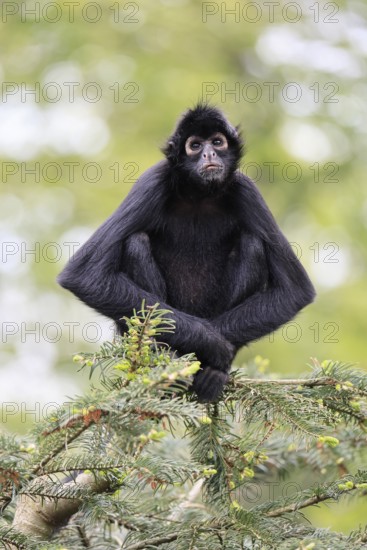 Brown-headed spider monkey (Ateles fusciceps rufiventris), alert, sitting, on tree, South America