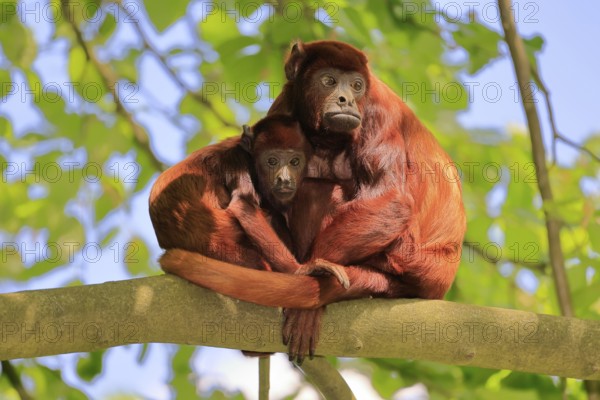 Venezuelan red howler (Alouatta seniculus), adult, female, juvenile, on tree, alert, South America