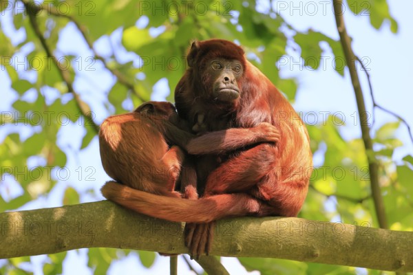 Venezuelan red howler (Alouatta seniculus), adult, female, juvenile, on tree, resting, South America