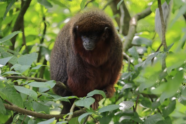 Coppery titi (Plecturocebus cupreus), adult, alert, on tree, South America