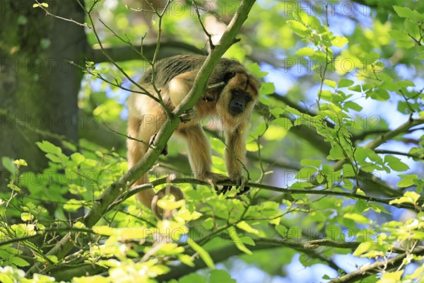 Black howler (Alouatta caraya), adult, female, on tree, alert, South America
