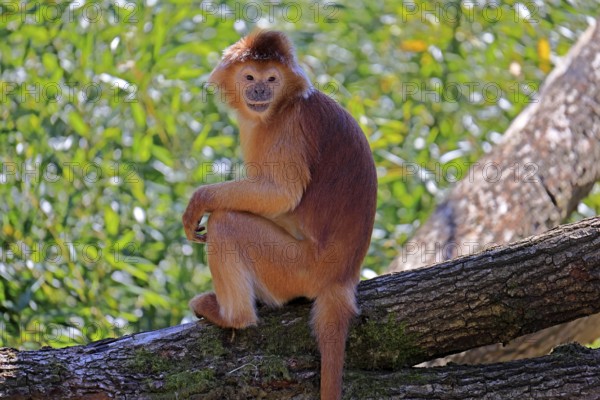 Javan lutung (Trachypithecus auratus), orange morph, adult, sitting, on tree, alert, endangered species, captive, Indonesia