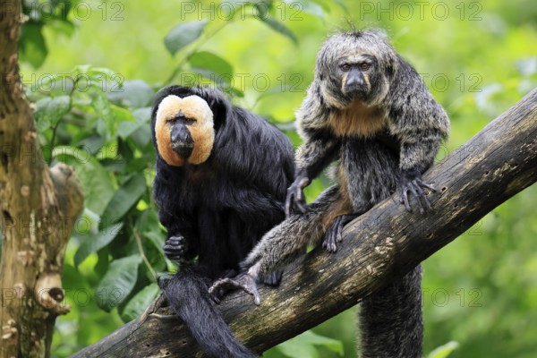 White-headed Saki (Pithecia pithecia), adult, tree, male, female, vigilant, pair, South America