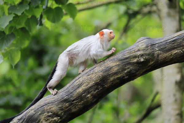Silver marmoset (Mico argentatus, Syn.: Callithrix argentata), silver marmoset, adult, on tree trunk, running, alert, South America