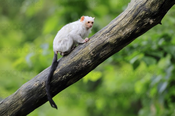 Silver marmoset (Mico argentatus, Syn.: Callithrix argentata), silver marmoset, adult, sitting on tree trunk, alert, South America