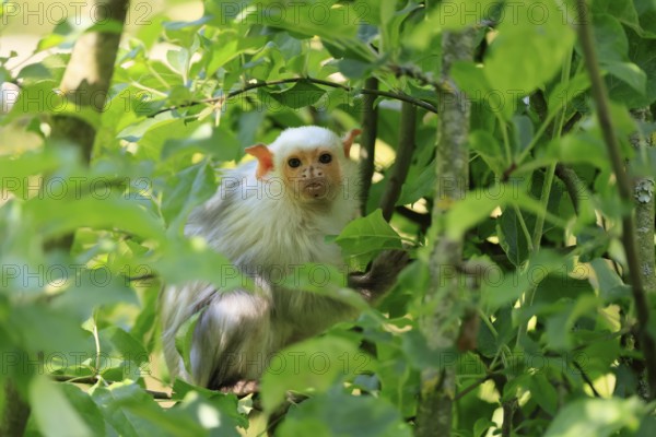 Silver marmoset (Mico argentatus, Syn.: Callithrix argentata), silver marmoset, adult, on tree trunk, foraging, sitting, alert, South America