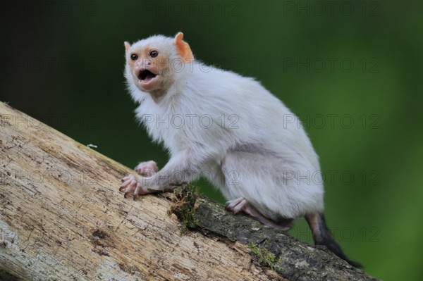 Silver marmoset (Mico argentatus, Syn.: Callithrix argentata), silver marmoset, adult, on tree trunk, sitting, calling, South America