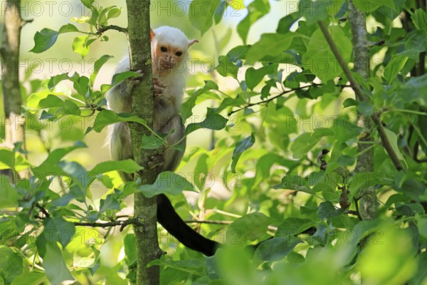 Silver marmoset (Mico argentatus, Syn.: Callithrix argentata), silver marmoset, adult, sitting on tree, alert, South America