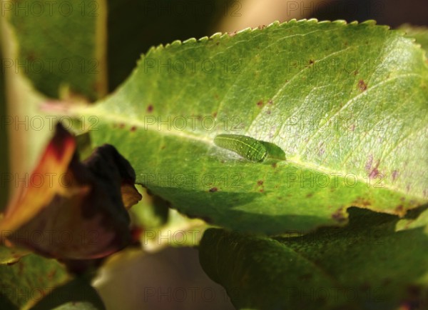 Caterpillar of the sail butterfly, summer, Germany