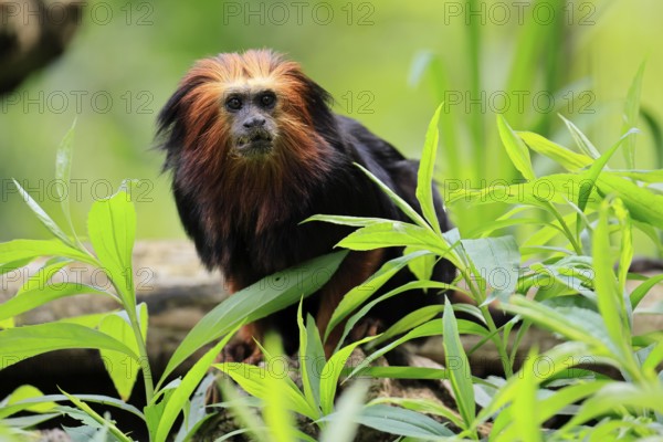 Golden-headed lion tamarin (Leontopithecus chrysomelas), adult, on tree, alert, captive, South America