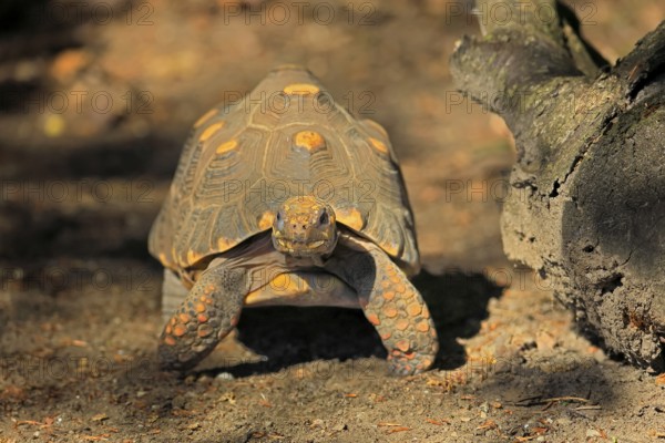 Coal turtle (Geochelone carbonaria), adult, foraging, South America