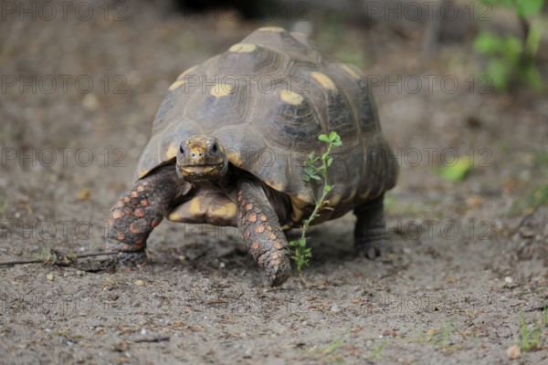 Coal turtle (Geochelone carbonaria), adult, foraging, running, South America