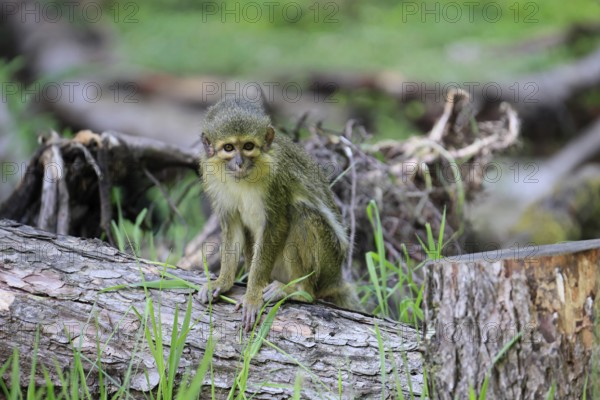 Gabon talapoin (Miopithecus ogouensis), adult, alert, on tree trunk