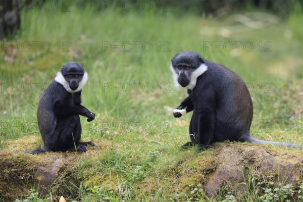 L'Hoest's monkey (Cercopithecus lhoesti), adult, pair, with food, sitting, on the ground, alert
