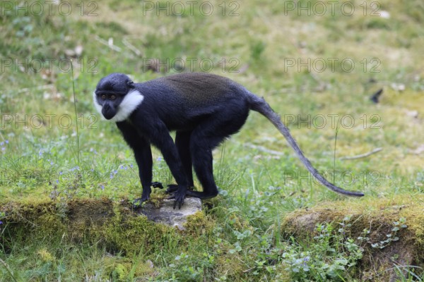 L'Hoest's monkey (Cercopithecus lhoesti), adult, alert