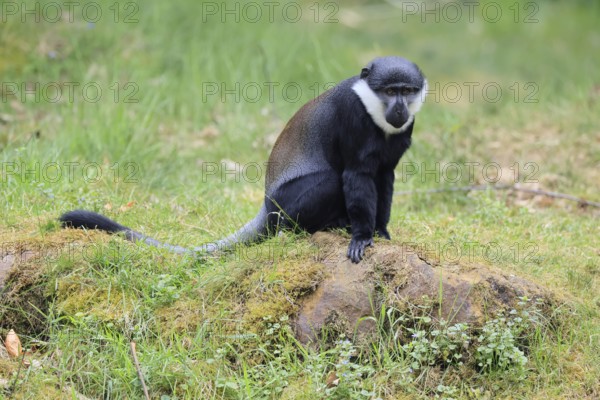 L'Hoest's monkey (Cercopithecus lhoesti), adult, on rocks, vigilant