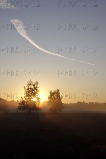 Morning atmosphere in a heath landscape, morning sun and fog, summer, Germany
