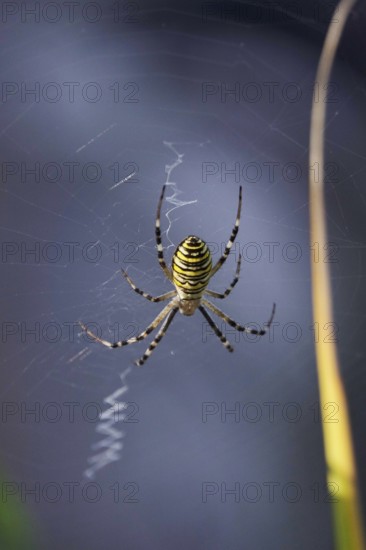 Wasp spider, summer, Saxony, Germany