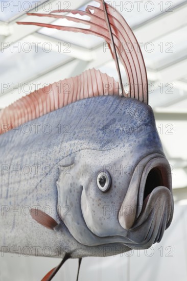 Portrait oarfish (Giant oarfish) replica on a scale of 1:1, Ozeaneum, Natukundemuseum, museum showing the underwater world of the cold seas, opening 12 July 2008, Stralsund, Mecklenburg-Western Pomerania, Germany