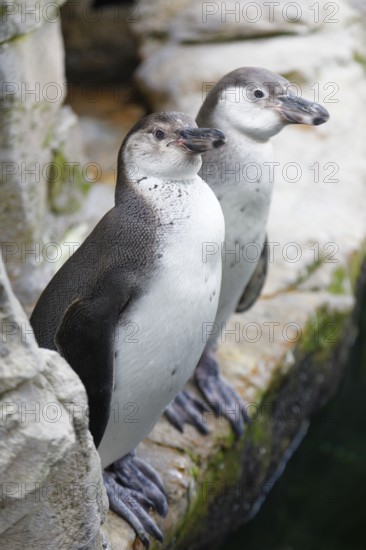 Humboldt penguin (Spenuiscus humboldti), penguin enclosure, Ozeaneum, Natukundemuseum, museum showing the underwater world of the cold seas, opening 12 July 2008, Stralsund, Mecklenburg-Western Pomerania, Germany