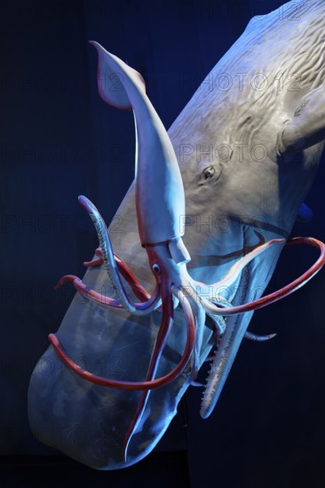 Sperm whale (Physeter macrocephalus captures giant squid (Architheutis dux), giant octopus, 1:1 scale replica, Ozeaneum, Natukundemuseum, museum showing the underwater world of the cold seas, opening 12 July 2008, Stralsund, Mecklenburg-Western Pomerania, Germany