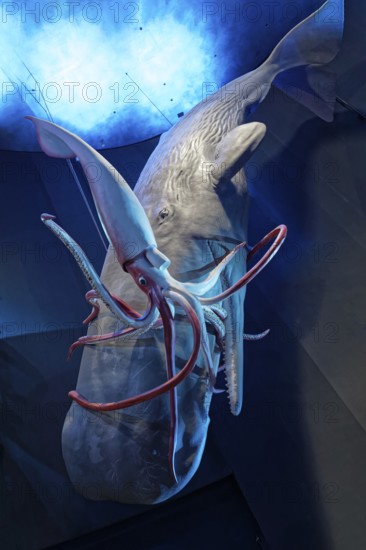 Sperm whale (Physeter macrocephalus captures giant squid (Architheutis dux) in the light, giant squid, 1:1 scale replica, Ozeaneum, Natukundemuseum, museum shows underwater world of the cold seas, opening 12.07.2008, Stralsund, Mecklenburg-Vorpommern, Germany