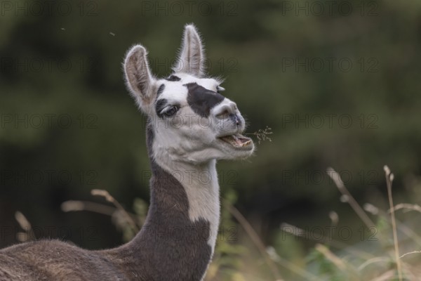 A curious llama jumps around on grass in a green field surrounded by trees. Its striking facial features emphasise the beauty of the tranquil landscape on this sunny day