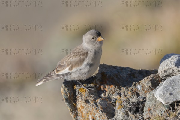 A young white snowfinch (Montifringilla nivalis) sits on a rough rock surrounded by a blurred natural backdrop under bright daylight. Its plumage shows soft shades of grey with a hint of colour on its beak. Zermatt, Valais, Alps, Swiss
