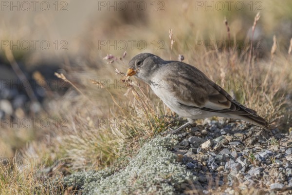 A young white snowfinch (Montifringilla nivalis) searches for food between rocks and grass. The sunlight illuminates the scene and highlights the bird's feathers as it searches for insects or seeds. Zermatt, Valais, Alps, Switzerland