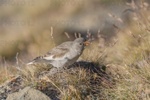 A young white snowfinch (Montifringilla nivalis) searches for food between rocks and grass. The sunlight illuminates the scene and highlights the bird's feathers as it searches for insects or seeds. Zermatt, Valais, Alps, Swiss