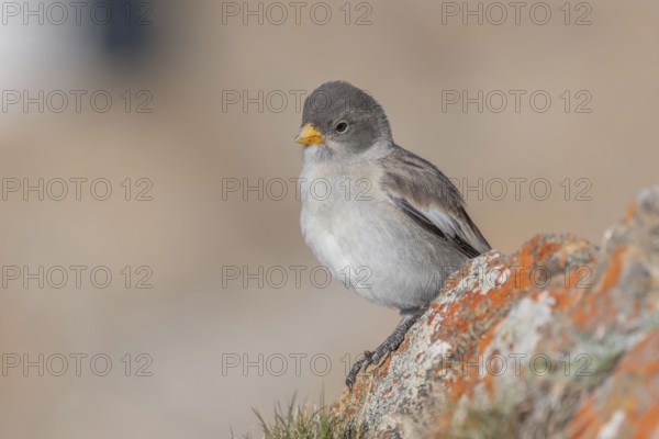 A young white snowfinch (Montifringilla nivalis) with grey feathers and a bright orange beak sits on a rocky surface. The light-coloured background suggests a calm, natural mountain world. The day appears calm and clear. Zermatt, Valais, Alps, Switzerland