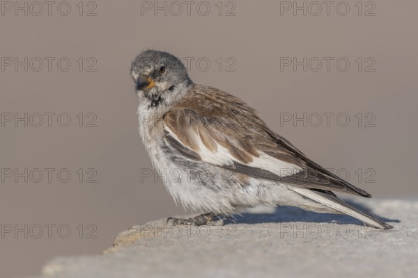A white snowfinch (Montifringilla nivalis) stands on a rocky surface and displays its striking plumage. The scene captures the essence of winter and emphasises the bird's natural behaviour in a cold environment. Zermatt, Valais, Alps, Swiss