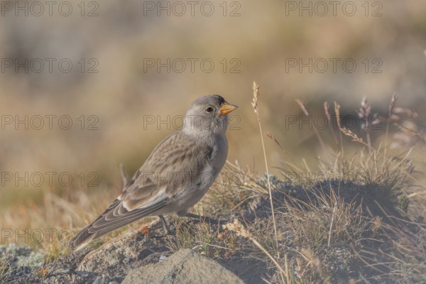 A young white snowfinch (Montifringilla nivalis) searches for food between rocks and grass. The sunlight illuminates the scene and highlights the bird's feathers as it searches for insects or seeds. Zermatt, Valais, Alps, Swiss