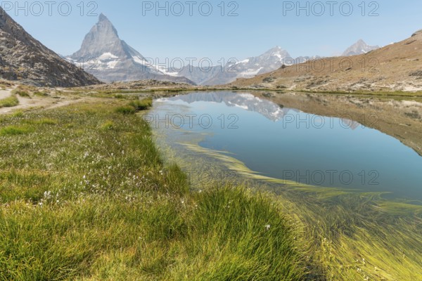 A calm lake reflects a high mountain, with gentle grasses covering the edge of the water. The scene captures the beauty of nature under clear blue skis. Matterhorn, Zermatt, Valais, Alps, Swiss