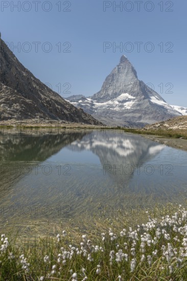 A marvellous view of the Matterhorn, which lies majestically above a calm lake and reflects its summit. Cotton grass blooms in the background, creating a serene atmosphere in summer. Zermatt, Valais, Alps, Swiss
