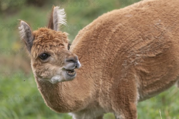 A guanaco stands in a lush green pasture, showing off its striking fur and curious expression. The animal grazes peacefully under a clear sky during the day