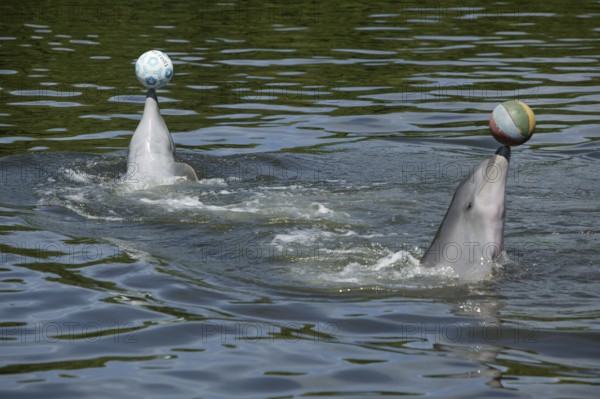 Dolphin, Bottlenose dolphin (Tursiops truncatus), 2 animals performing tricks, Cuba, Caribbean, Central America