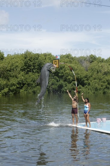 Dolphin, Bottlenose dolphin (Tursiops truncatus), performing tricks, Cuba, Caribbean, Central America