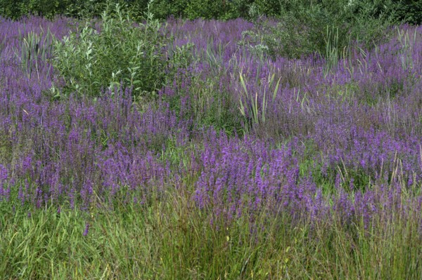 Purple loosestrife (Lythrum salicaria) in a dry carp pond, Eckental, Middle Franconia, Bavaria, Germany