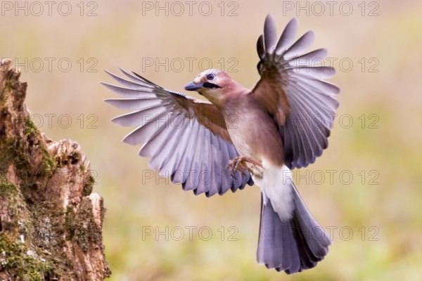 Eurasian jay (Garrulus glandarius) Germany