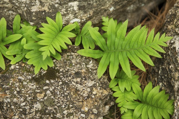 Common polypody, angelica, common spotted fern, spotted fern, stone fern (Polypodium vulgare), Majorca, Balearic Islands, Spain