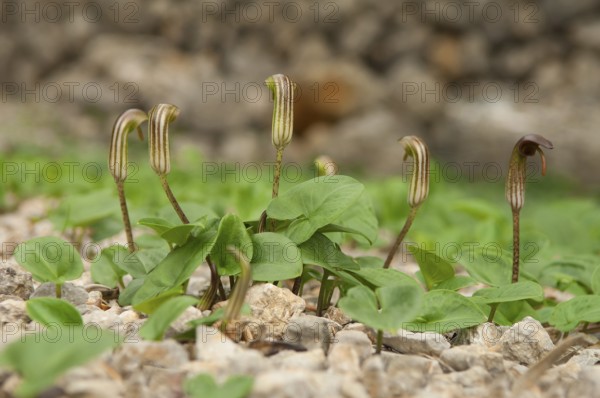 Common cap-aroon, common monk's cap, common Friar's Cowl, common monk's cap (Arisarum vulgare), Majorca, Balearic Islands, Spain