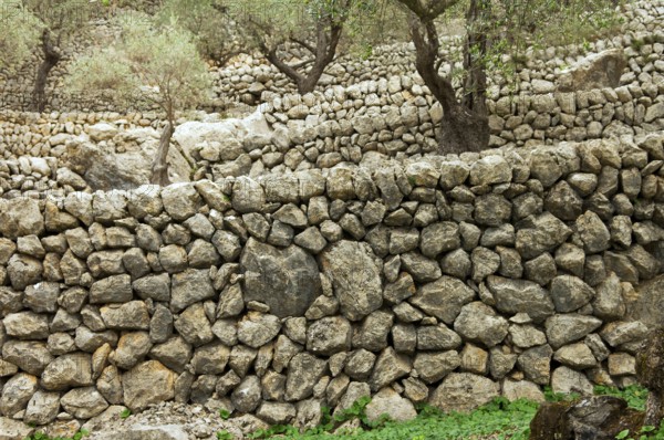 Stone walls in an olive grove, Majorca, Balearic Islands, Spain